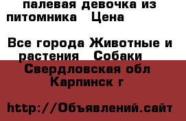 палевая девочка из питомника › Цена ­ 40 000 - Все города Животные и растения » Собаки   . Свердловская обл.,Карпинск г.